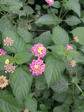 Colorful Lantana Flowers Blooming on Green Foliage Botanical Photography