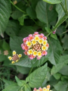 Colorful Lantana Flowers Blooming Among Green Leaves Botanical Nature Photography