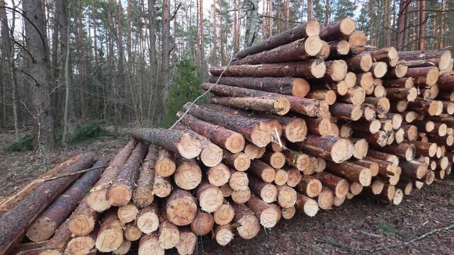 Large stack of fresh cut pine logs piled in forest clearing for timber industry with many trees background showing deforestation process and natural wood resource
