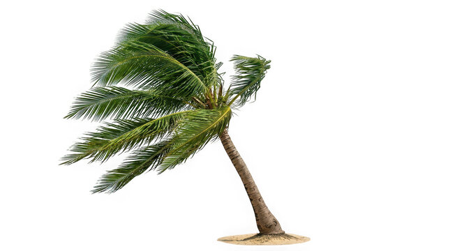 Single palm tree bending in strong wind isolated on transparent background