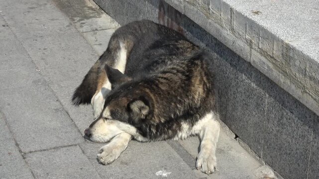 Istanbul, Turkey - 1st of March 2024: Zoom out Husky mix stray dog squinting in the sun on Heybeliada
