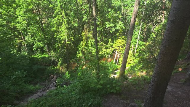 Lush green forest ravine with small stream flowing through dense undergrowth, natural wilderness landscape, sunlight filtering through canopy, peaceful summer woodland scenery