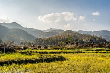 Obraz premium pai rice fields