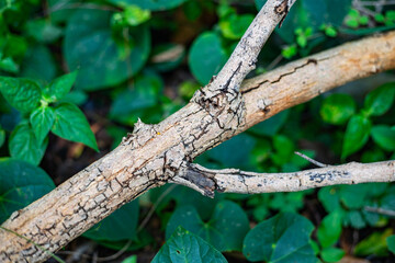 Close up of dry tree branch with bark patterns lying on green leaves in forest © Bankphotographer