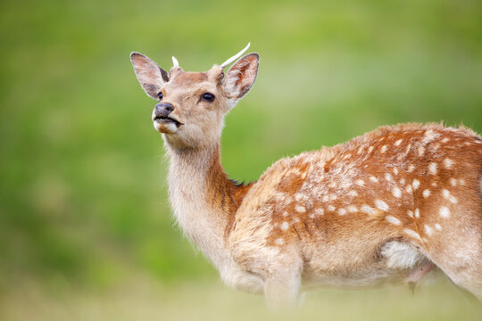Japanese Sika Deer on Mount Wakakusa in Nara, Japan, Summer