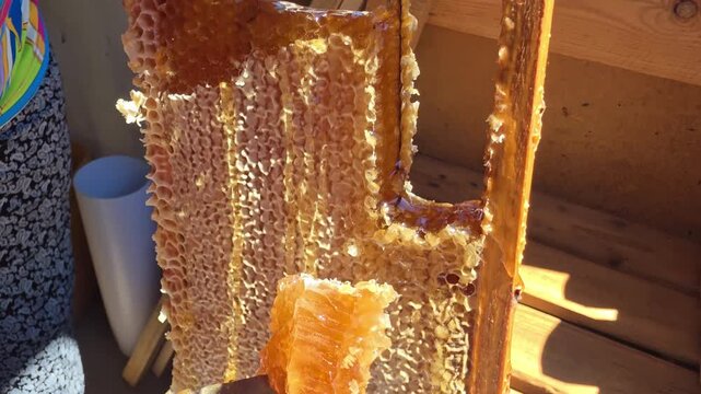 Close up view of person hand using knife to cut and collect fresh, golden honey from wooden frame of natural honeycomb, showing dripping honey and beeswax cells in bright sunlight outdoors.