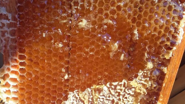 Close up of natural honeycomb frame with fresh golden liquid honey dripping from hexagon cells, sweet organic bee product with shiny texture and golden color under sunlight