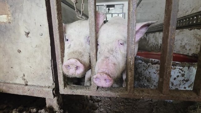 Two young pink pigs look through metal bars of dirty, confined pen at commercial pig farm, showing close-up of faces and snouts in harsh, unhygienic conditions indoors.