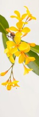 Fototapeta premium Delicate yellow flower branch with bright tropical blooms on white background, studio, simple