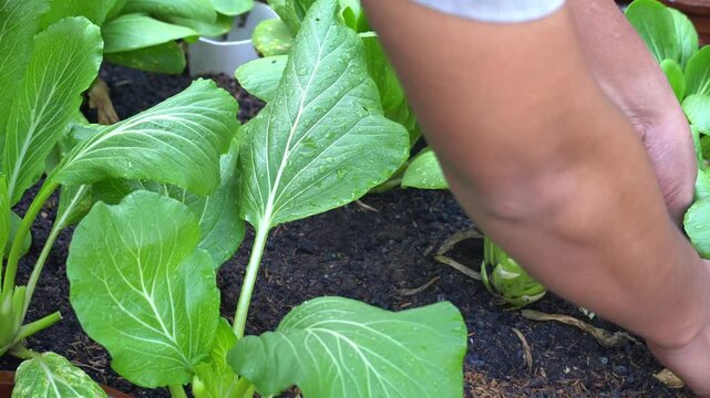 Gardener hands removing dry yellow leaves for vegetable maintenance in organic garden