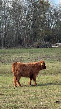 Highland cattle calf with yellow ear tag stands in pasture near bare trees. Livestock traceability tagging, conservation grazing, hardy heritage breeds, animal welfare standards