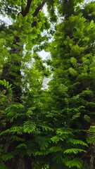 Obraz premium Lush Green Ferns Growing on Large Tree Trunks