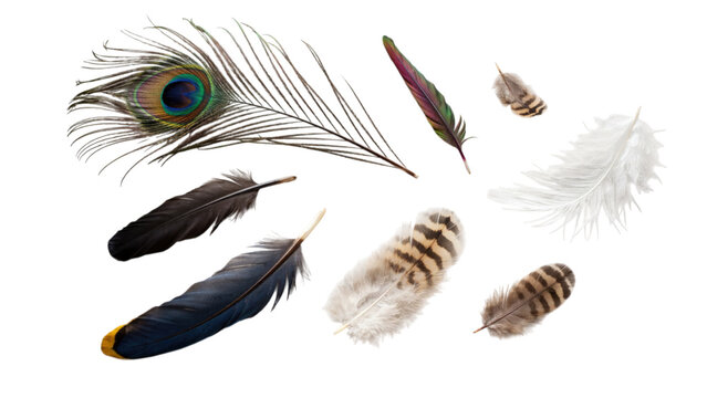 Collection of various bird feathers including peacock and white fluffy feathers isolated on a white background