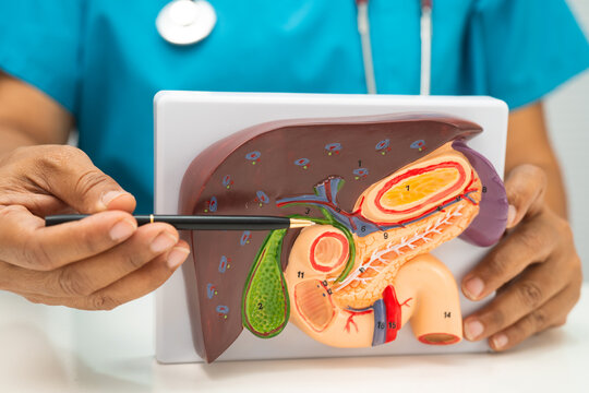Liver with gallbladder, pancreas spleen and duodenum, Asian doctor holding human anatomy model for study diagnosis and treatment in hospital.