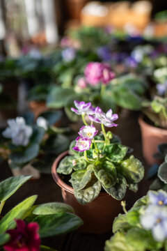 Potted pansies variety in plant nursery for flower sales, colorful blooms arranged for customer selection. Garden shop inventory with saintpaulia violets in pots, floral houseplants