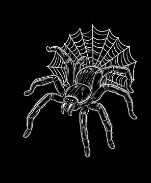 spider on a white background