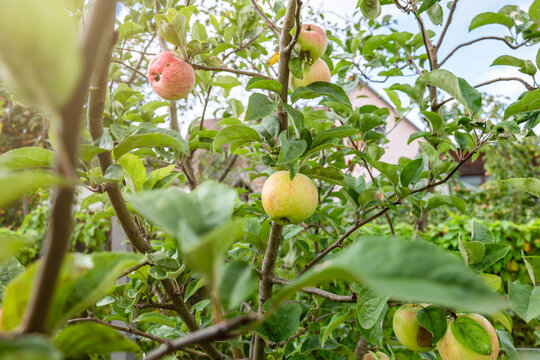 Ripe Apples Growing on a Leafy Tree in a Home Garden