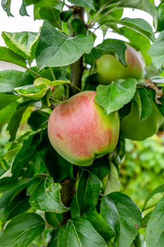 Closeup of a Ripe Red Apple Growing Among Green Leaves