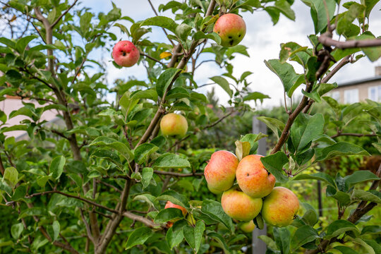 Cluster of Ripe Apples Growing on a Tree in a Home Garden
