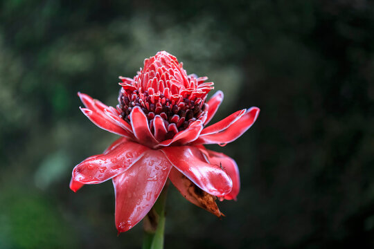 Seychelles, Mahe, Mont Fleuri Botanical Gardens, flower of red ginger, Alpinia Purpurata