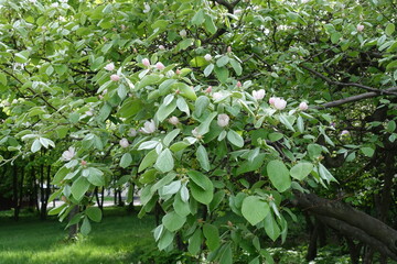 Pinkish white flowers of quince tree in May © Anna