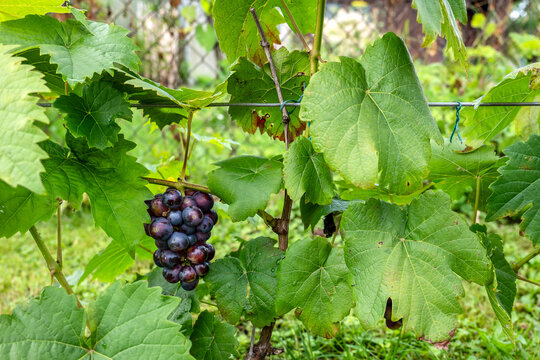 Ripe Purple Grapes Hanging on a Leafy Vine in a Garden
