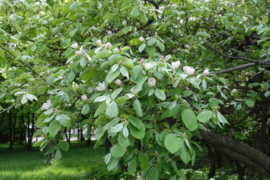 Pinkish white flowers of quince tree in May