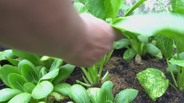 Farmer hands cutting fresh green mustard vegetable leaves with scissors in garden
