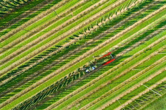 Germany, hop picking, aerial view