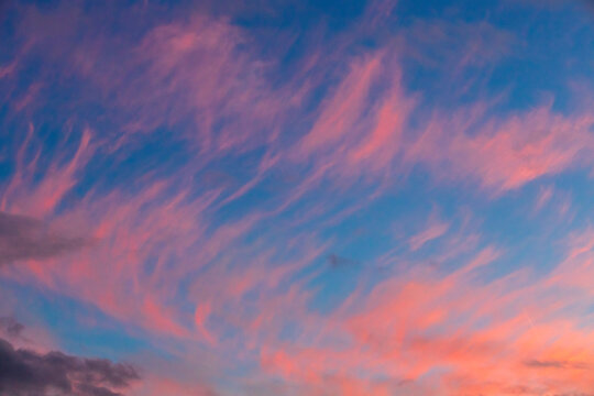 Pink clouds cover the blue sky during a sunset in W�rzburg