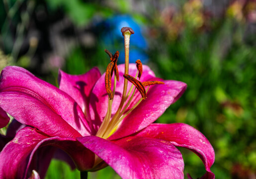 Vibrant pink lily flower with detailed stamen and pistil in soft focus garden