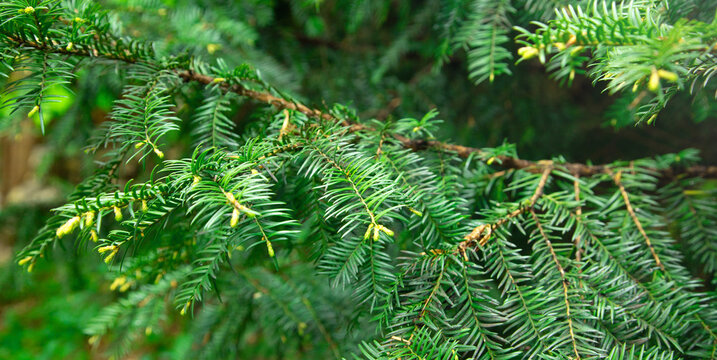 Fir tree branch background or texture.