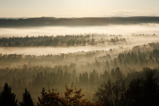 Germany, Bavaria, Upper Bavaria, View of pupplinger au near wolfratshausen in morning