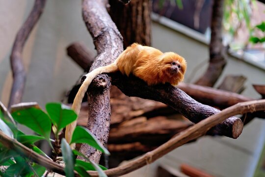 Close view of a golden lion tamarin monkey facing the camera while lying on a tree branch surrounded by green foliage.
