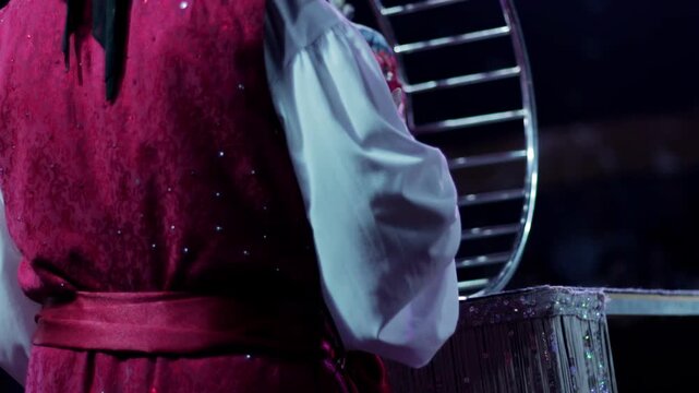 Vibrant red parrot runs in metal exercise wheel on stage, performer in red costume watches animal act during night circus show, entertainment event slow motion