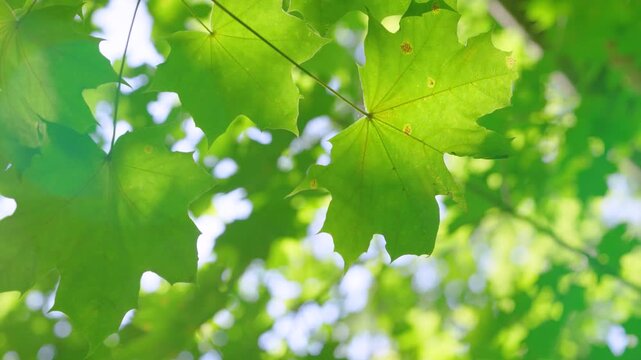 Low-angle under-canopy motion of green maple leaves backlit by diffuse sunlight, showing translucent veins, petiole attachments, and small brown spots while thin twigs