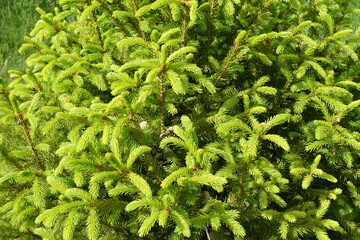 Vigorous new growth on branches of Picea abies in May © Anna