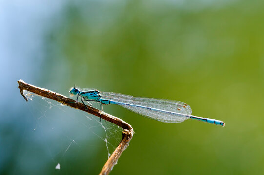 Azure damselfly on twig