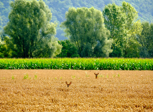 Roe deer and fawn in a field