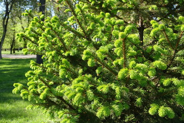 Vigorous new growth on branches of Picea abies in May © Anna