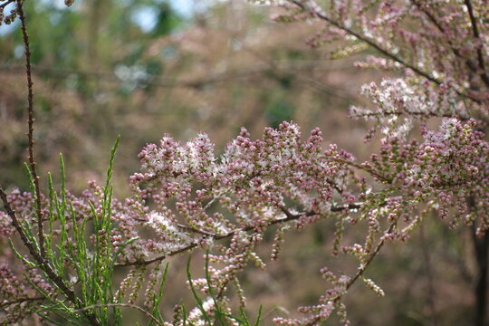 Opening pink flowers of Tamarix ramosissima in mid May