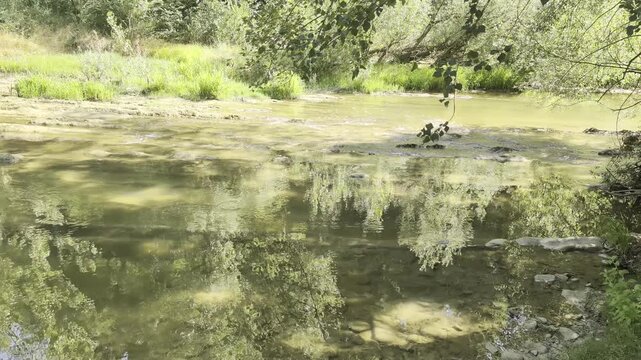 Alberi riflessi sulla superficie calma di un fiume in estate