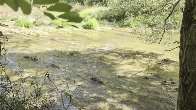 Corso d'acqua nel bosco incorniciato da rami e alberi in primo piano