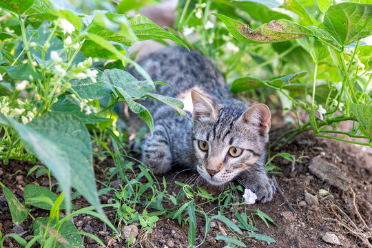 Close-up candid photograph capturing a domestic tabby cat in a low hunting crouch, with wide open eyes fixed intently on prey within lush green foliage. Depicts animal instinct and focus.