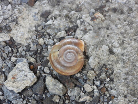 Macro guscio di lumaca
