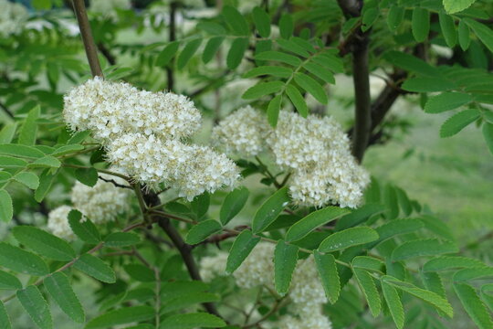 White flowers and buds of Sorbus aucuparia in mid May