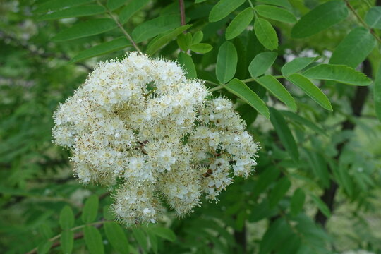 White flowers and buds of Sorbus aucuparia in mid May