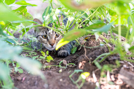 Close-up candid photograph capturing a domestic tabby cat in a low hunting crouch, with wide open eyes fixed intently on prey within lush green foliage. Depicts animal instinct and focus.