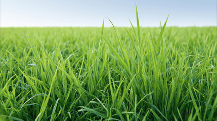 Obraz premium Lush green grass field under clear blue sky, vibrant fresh blades stretching to horizon, natural outdoor landscape, peaceful and serene