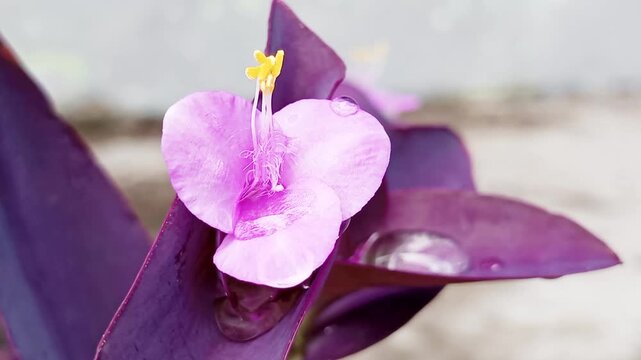 The purple heart plant (Tradescantia pallida), commonly used as an ornamental plant for its striking leaf color and easy care, has some use in traditional medicine but is not consumed directly.